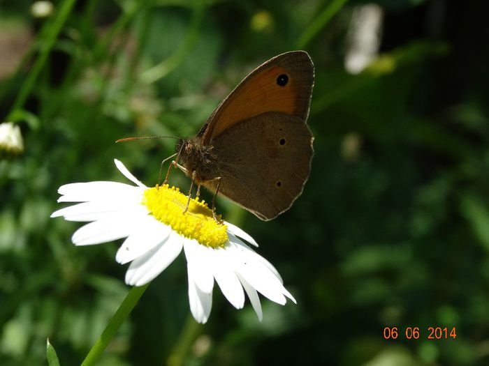 DSC04324 - Diverse insecte