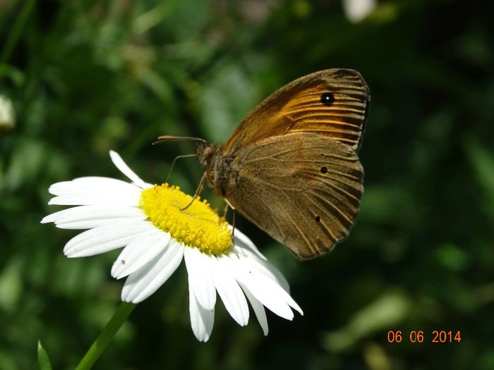 DSC04323 - Diverse insecte