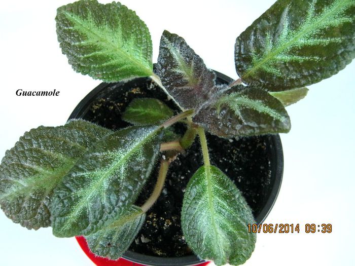 Guacamole - Episcia_G