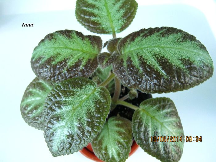 Inna - Episcia_I