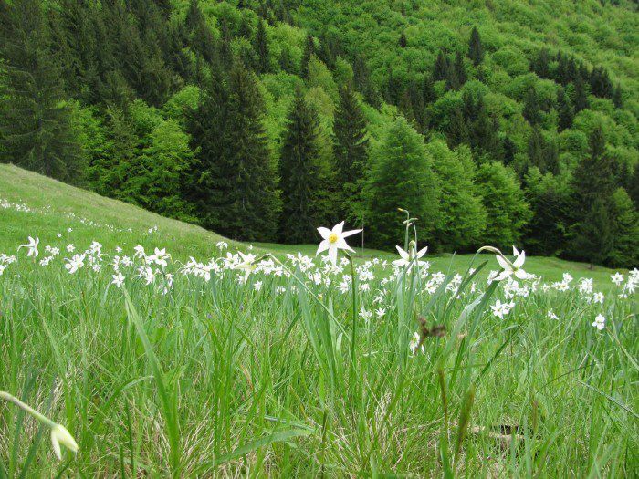 5.Serbarea narciselor-Repedea; se intinde pe o suprafata de 1 hectar si in mai cind narcisele infloresc,are loc o serbare cimpeneasca,in cinstea lor
