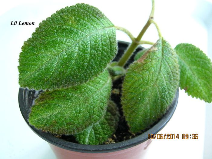 Lil Lemon - Episcia_L