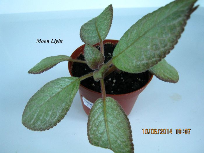 Moon Light - Episcia_M