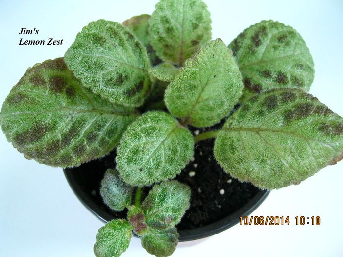 Jims Lemon Zest - Episcia_J