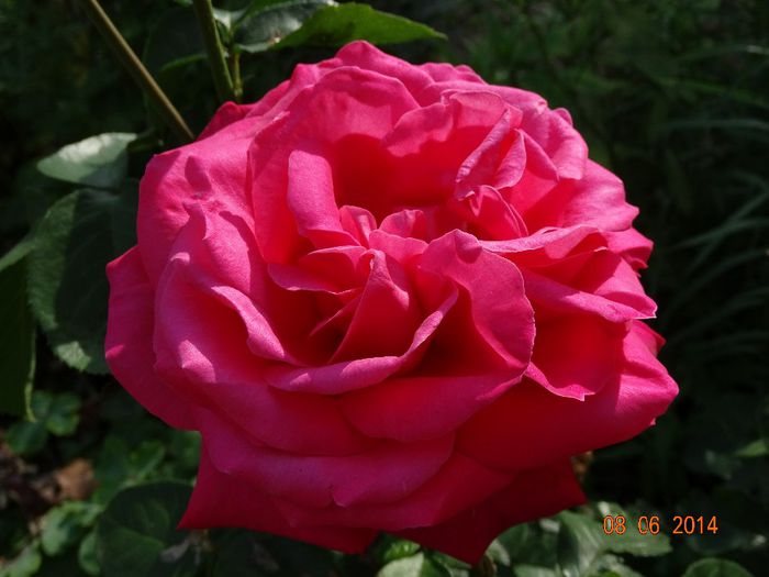 DSC04636