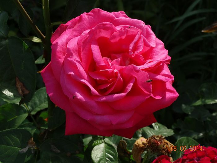 DSC04635