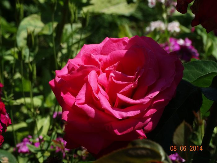 DSC04461