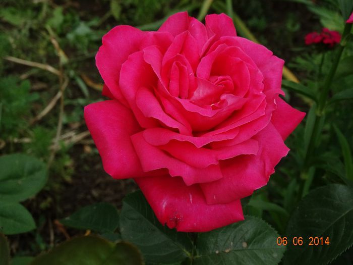 DSC04401