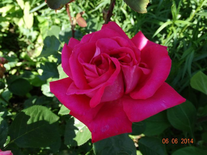 DSC04260