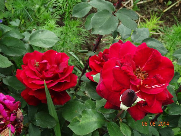 DSC04414