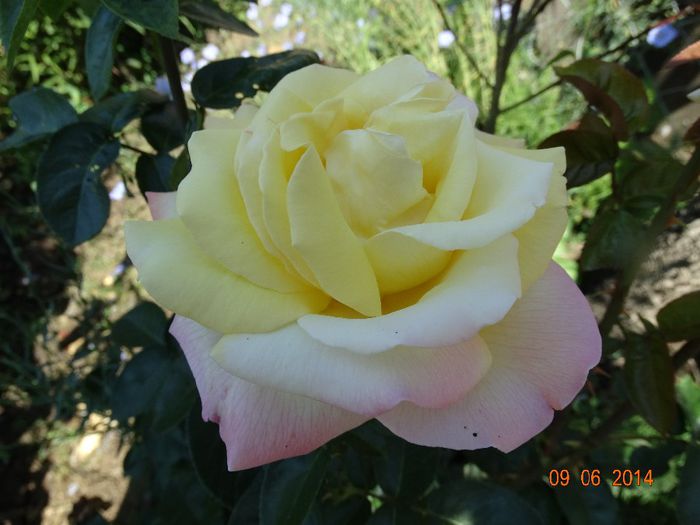 DSC04668