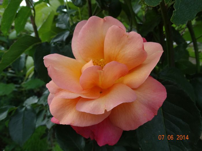 DSC04437