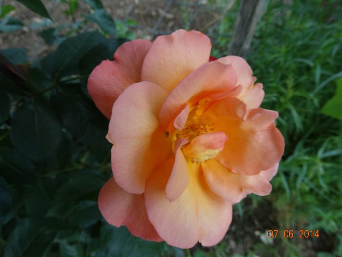 DSC04436