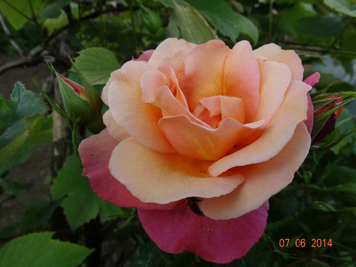 DSC04433