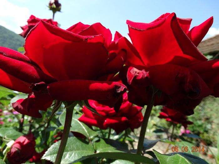 DSC04249