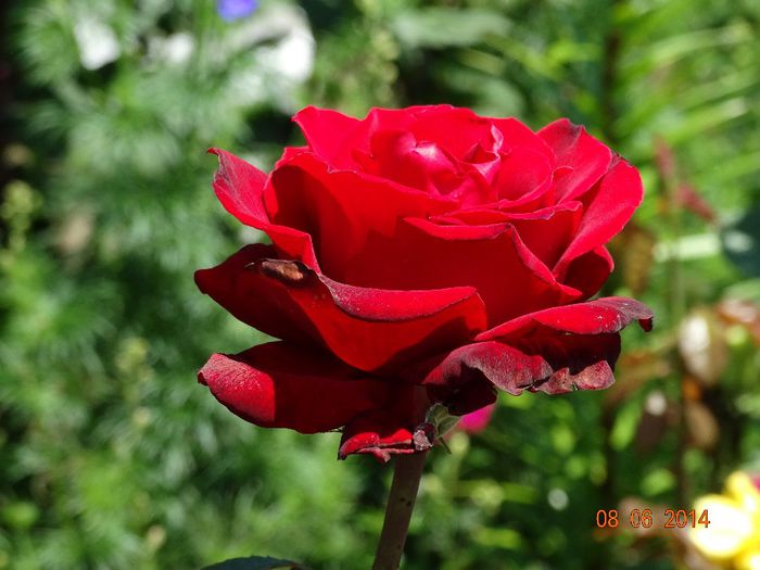 DSC04453