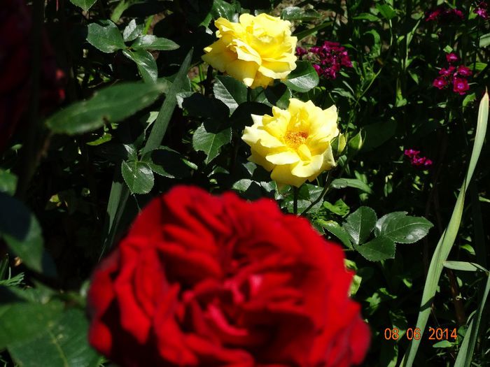 DSC04450