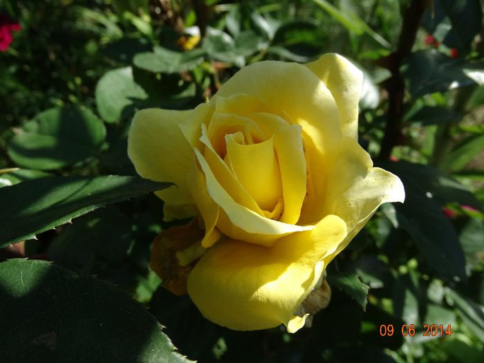 DSC04686