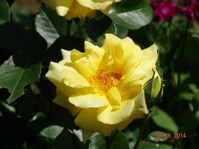 DSC04457