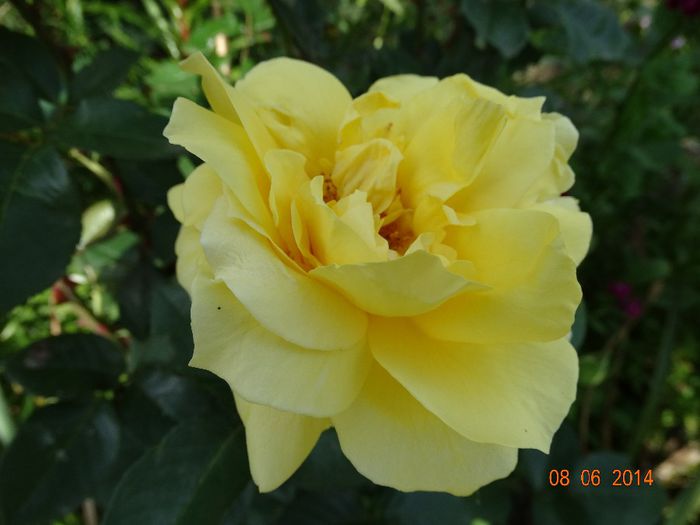 DSC04626