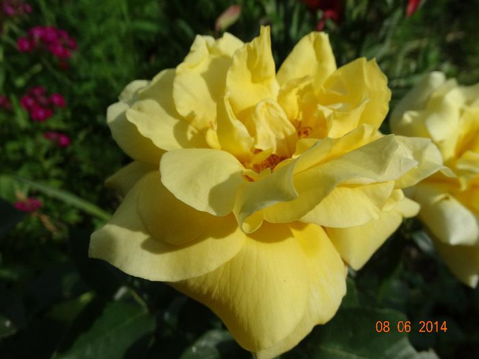 DSC04625
