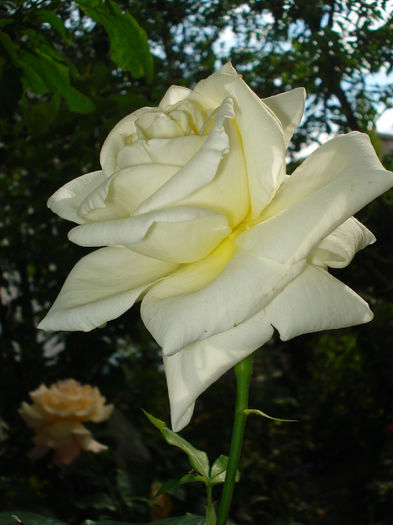 Pascali - Trandafiri 2014