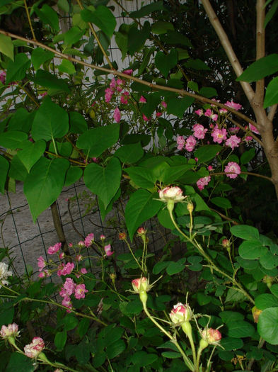 DSC00912 - Trandafiri 2014