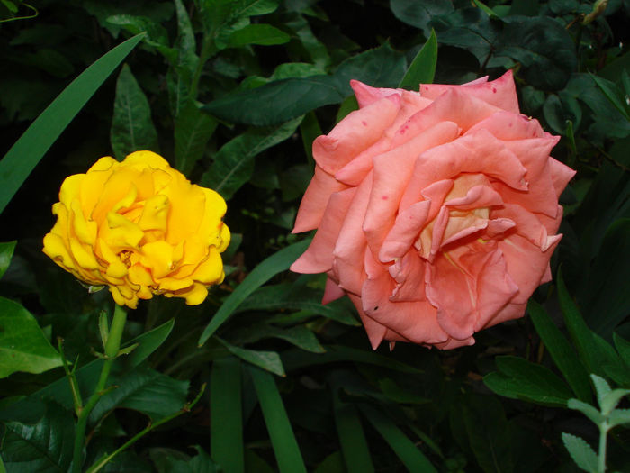 Folklore si Friesia - Trandafiri 2014