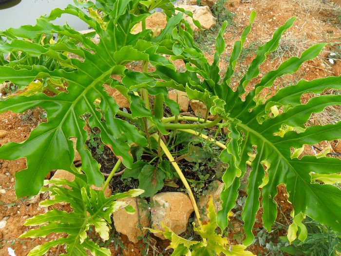 philodendron bipinnatifidum