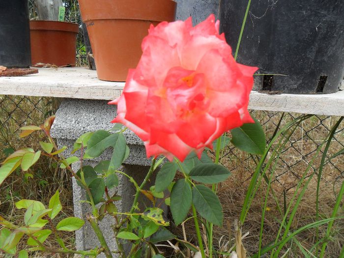 trandafir - Cateva plante din colectia personala din gradina si altele la vanzare