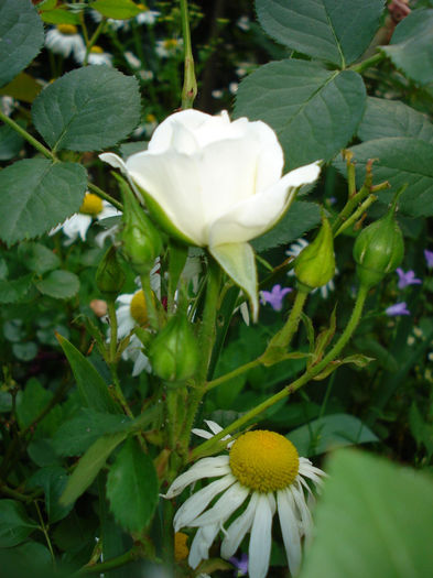 DSC00919 - Trandafiri 2014