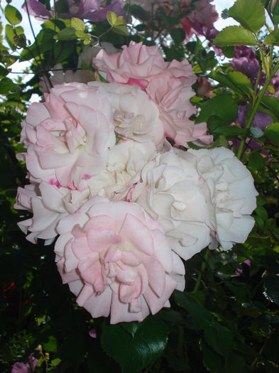 Rosenstadt Freising - Trandafiri 2014