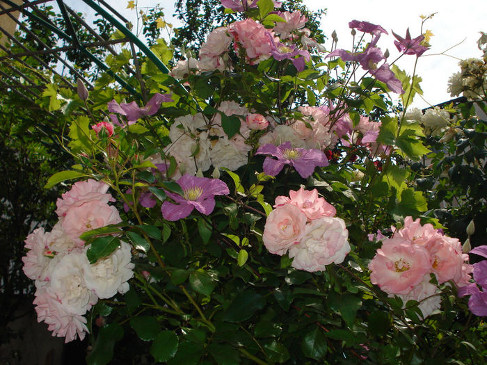 Rosenstadt Freising - Trandafiri 2014