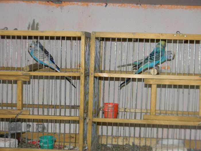 DSCN6774 - Crescatoria de papagali 2014