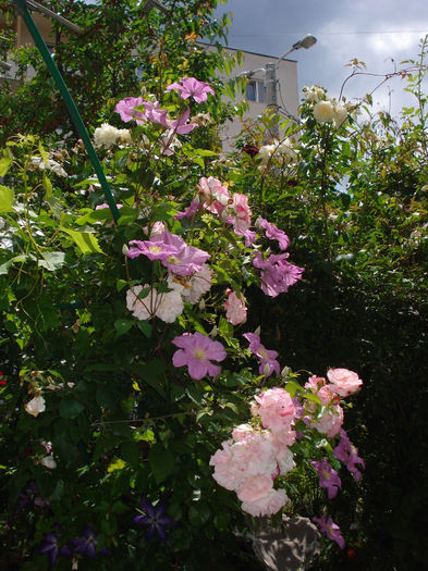 Rosenstadt Freising - Trandafiri 2014
