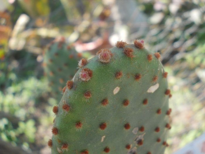 DSCN9306 - cactusi