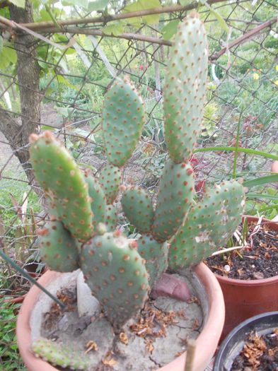 DSCN9352 - cactusi