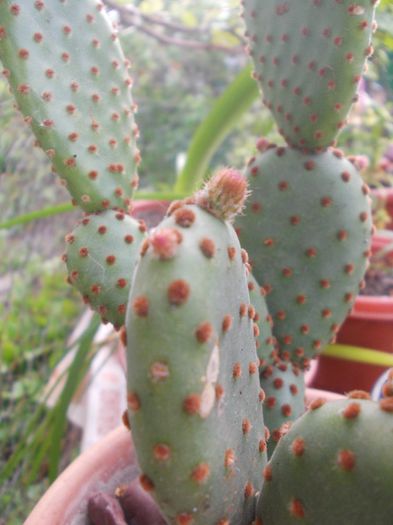 DSCN9356 - cactusi