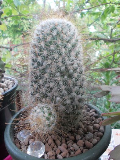 DSCN9361 - cactusi