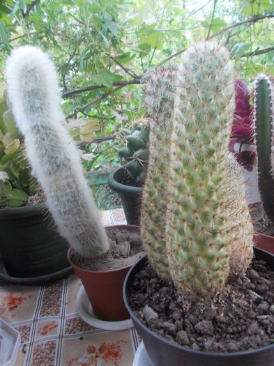DSCN9362 - cactusi