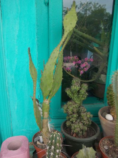 DSCN9365 - cactusi