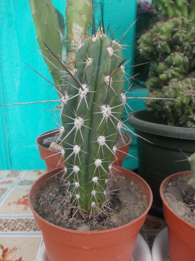 DSCN9366 - cactusi