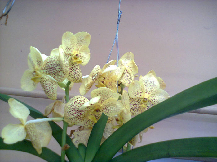 Photo0279 - Vanda Doini