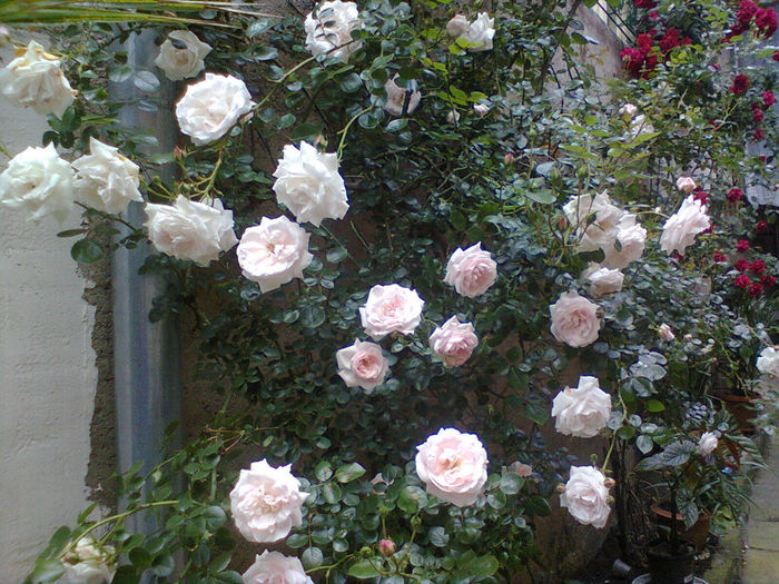 Photo0278 - trandafiri