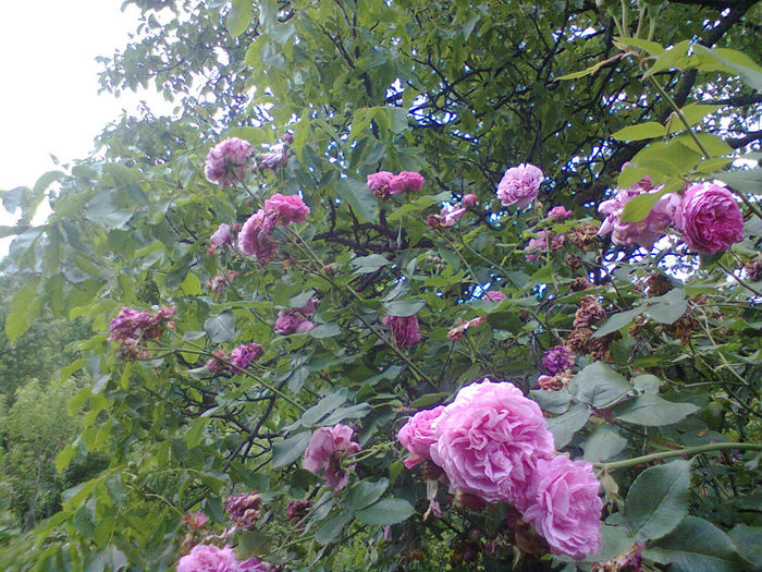 Photo0275 - trandafiri