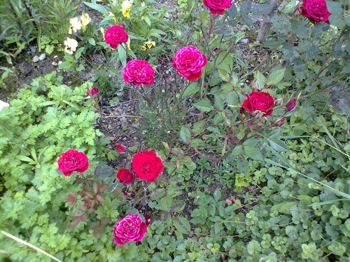 Photo0269 - trandafiri
