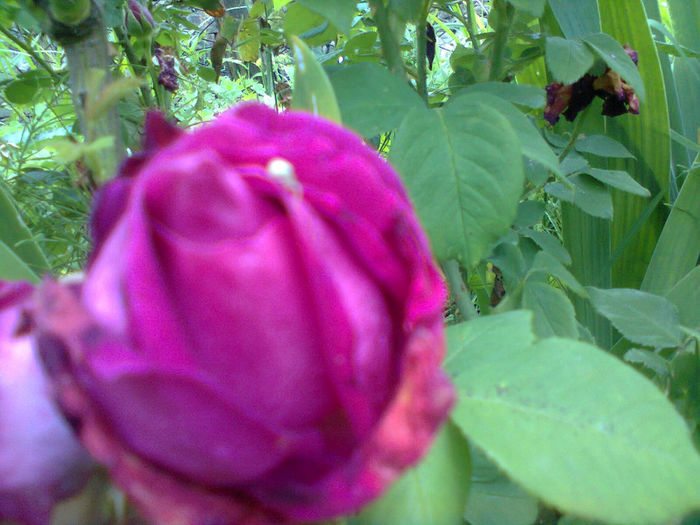 Photo0268 - trandafiri