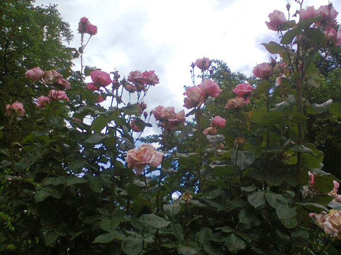 Photo0267 - trandafiri
