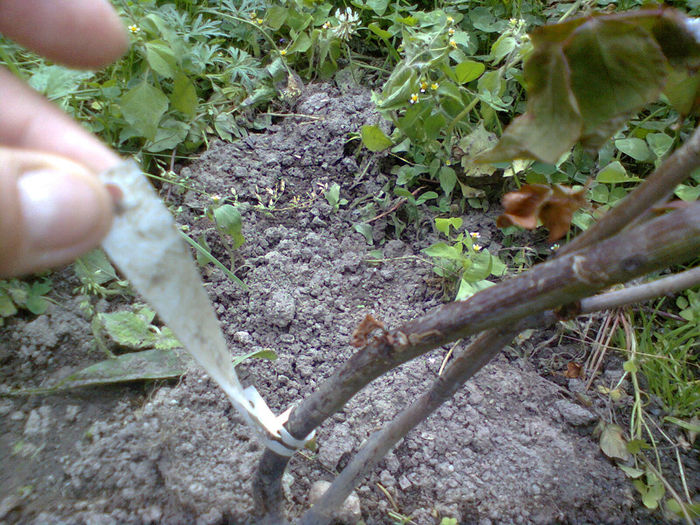 Photo0250 - trandafiri