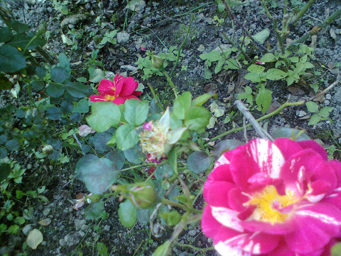 Photo0248 - trandafiri